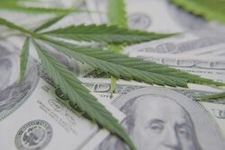 cannabis tax services